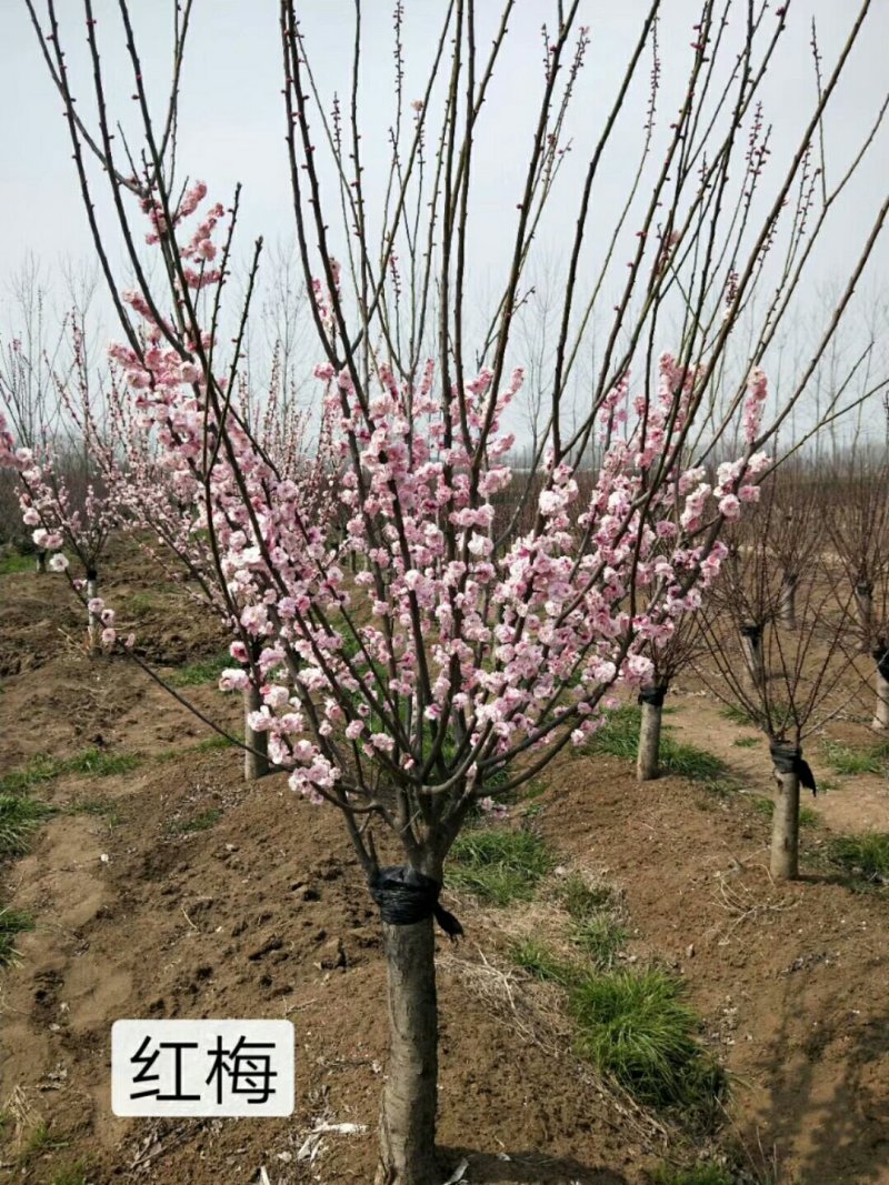 红梅绿化苗木嫁接类梅花