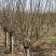 红梅绿化苗木嫁接类梅花