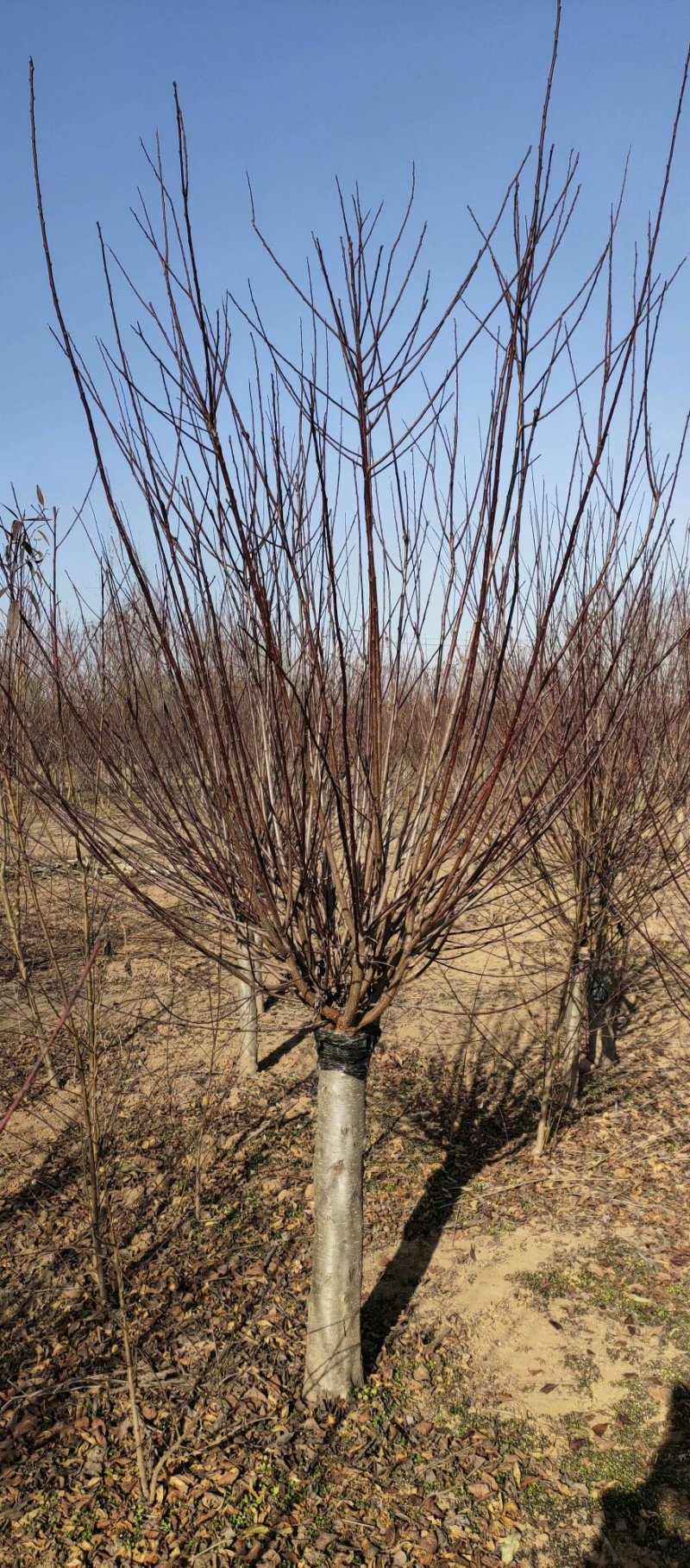 红梅绿化苗木嫁接类梅花