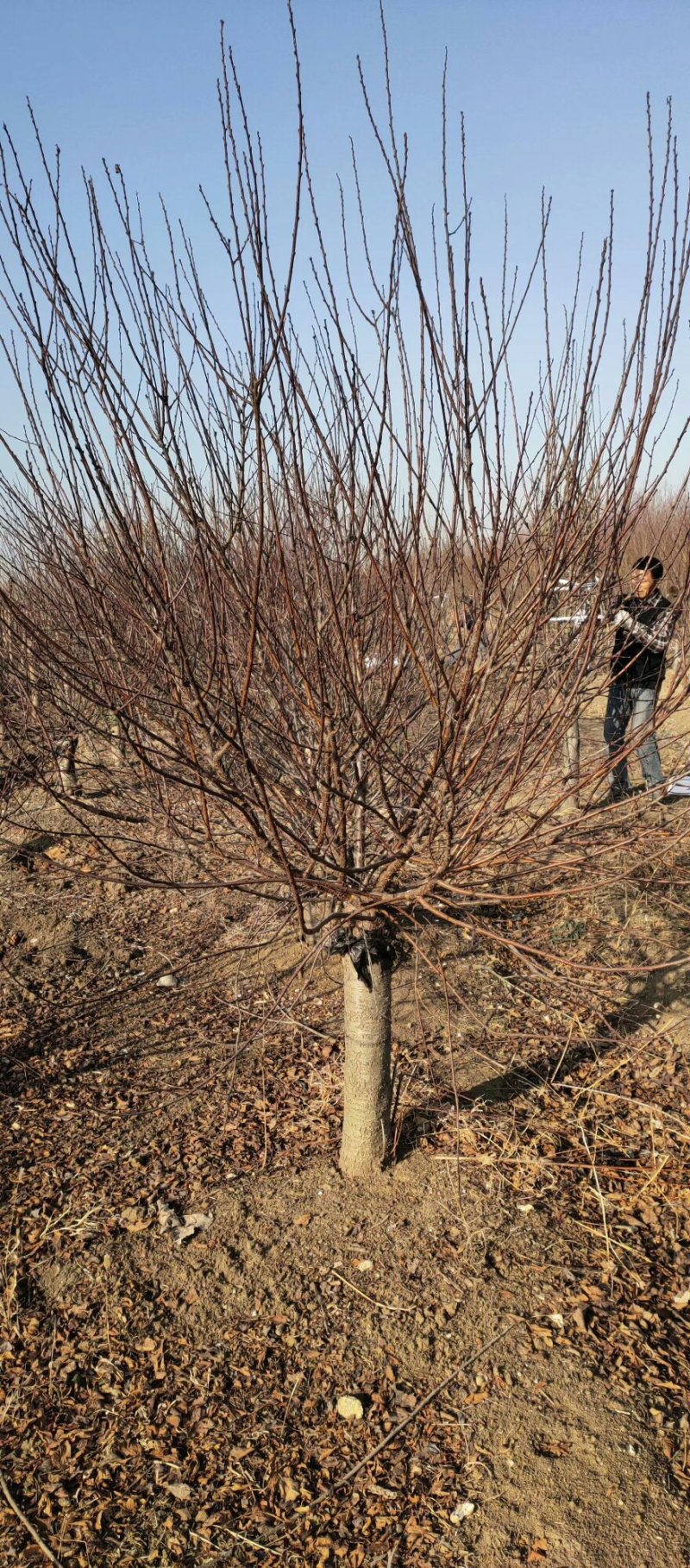 红梅绿化苗木嫁接类梅花