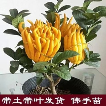 佛手树苗~佛手盆景~当年挂果~基地直发~杜绝假货