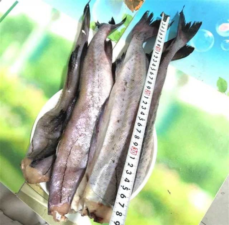 新鲜冷冻无头狭鳕鱼明太鱼低脂肪健身选择饭店专用商用