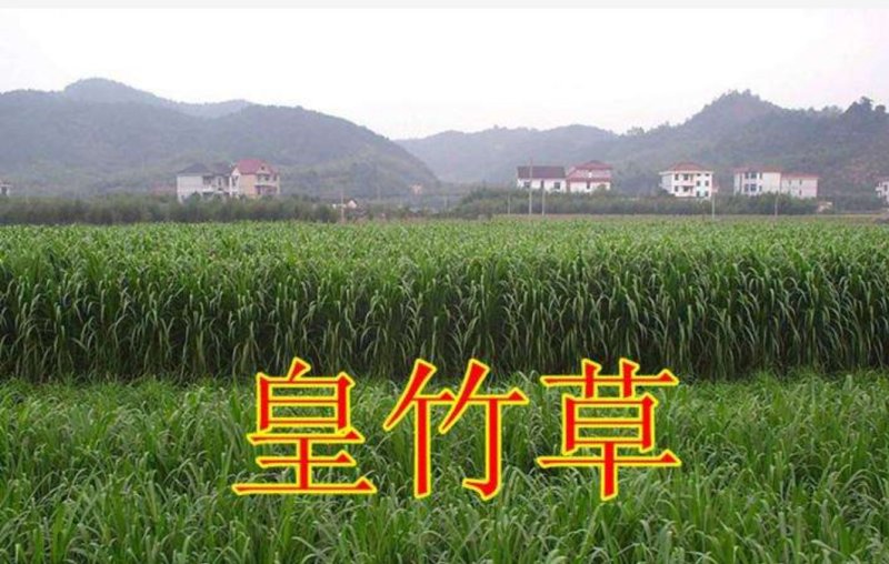 皇竹草种子皇竹草营养成份含量高