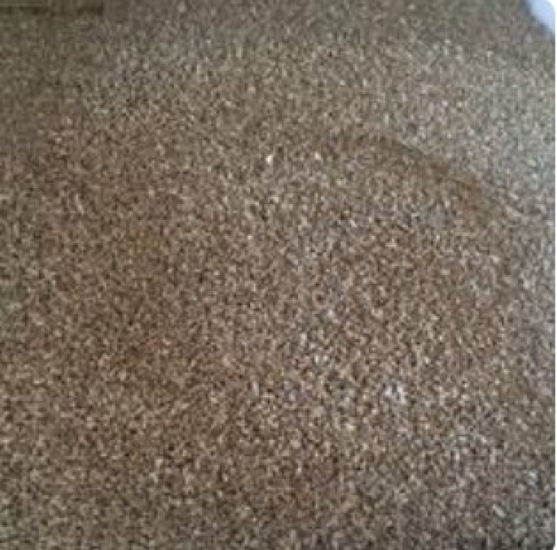 皇竹草种子皇竹草营养成份含量高
