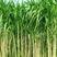 皇竹草种子皇竹草营养成份含量高
