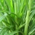 皇竹草种子皇竹草营养成份含量高