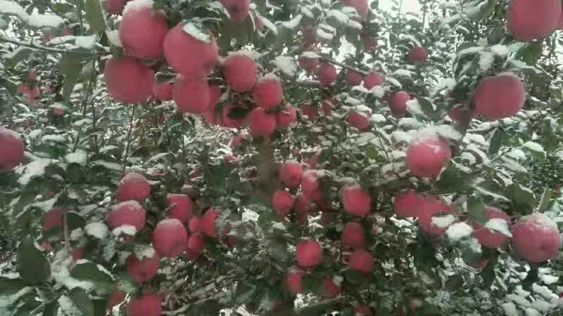 红富士苹果
