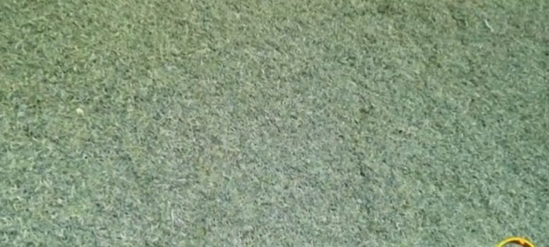 日照绿茶红茶