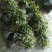 鲜花，种苗嫁接苗。