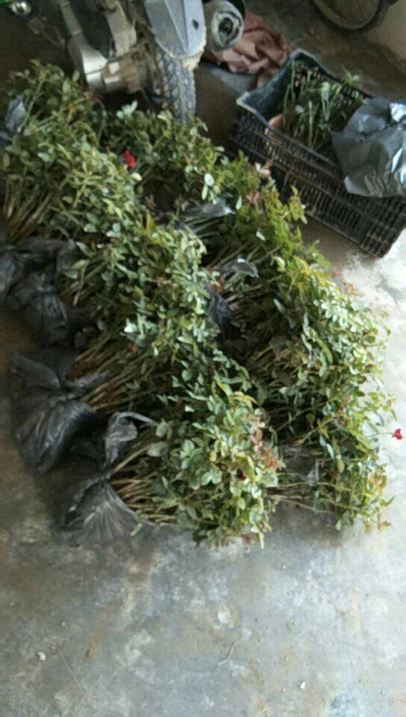 鲜花，种苗嫁接苗。