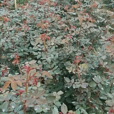 鲜花，种苗嫁接苗。