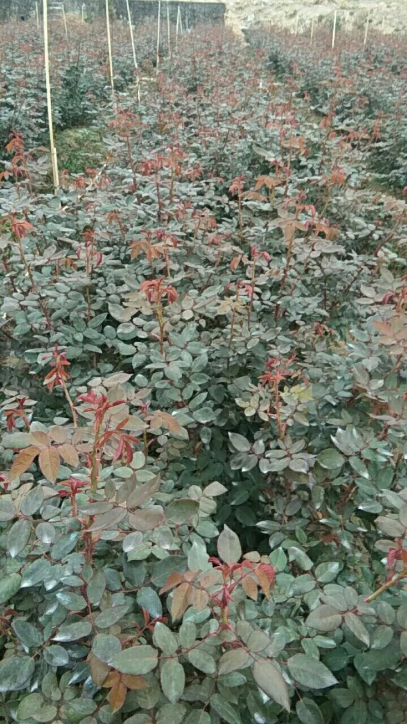 鲜花，种苗嫁接苗。