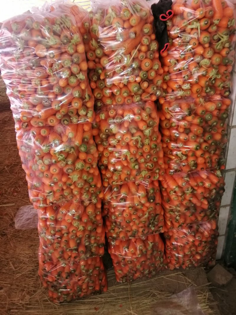 河南开封小胡萝卜，一天100吨，可视频看货，量大从优