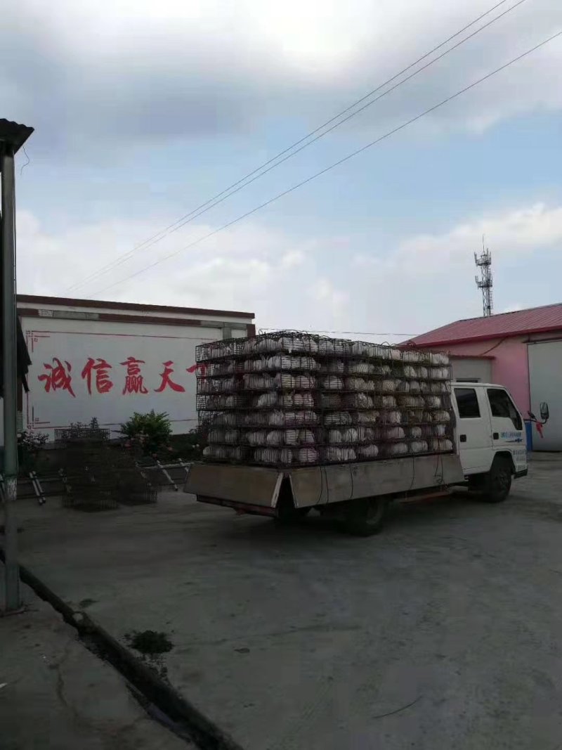 【有好货】烤兔专用白条，新鲜现杀，24小时发货，良心厂家