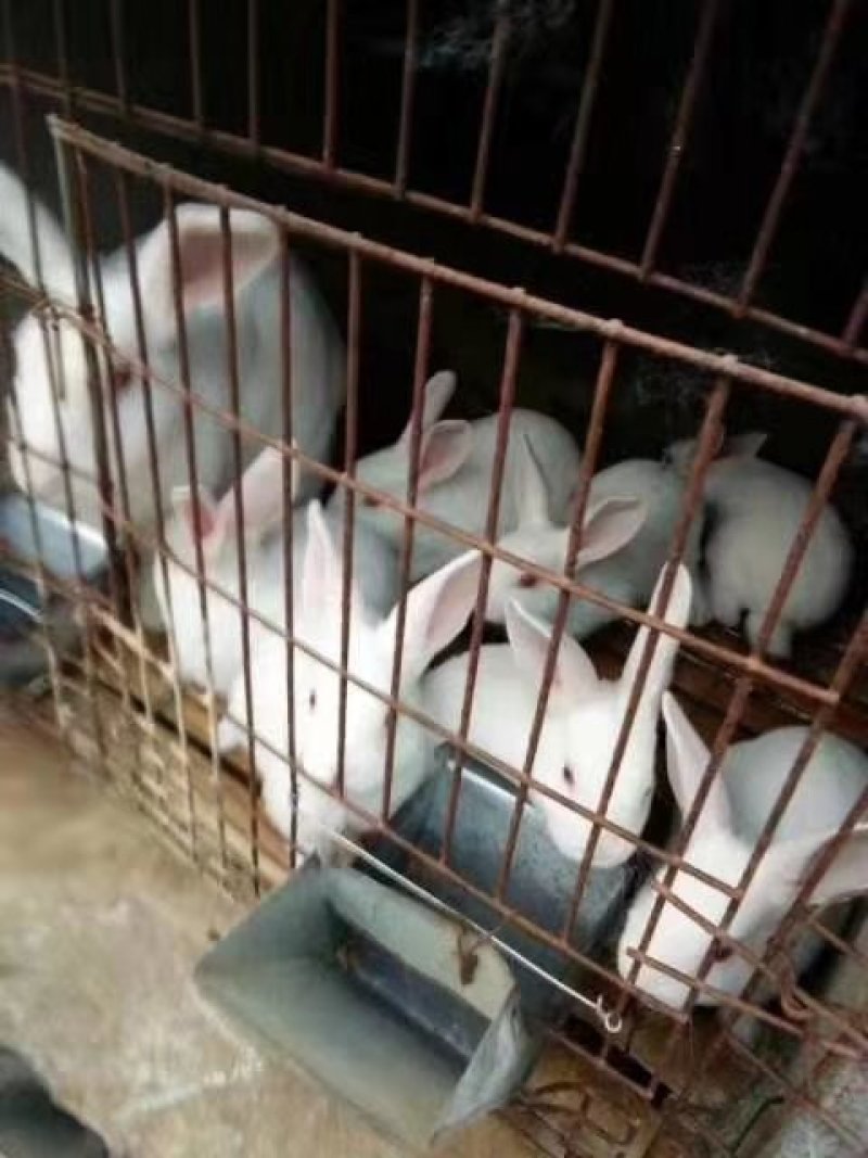 【有好货】烤兔专用白条，新鲜现杀，24小时发货，良心厂家