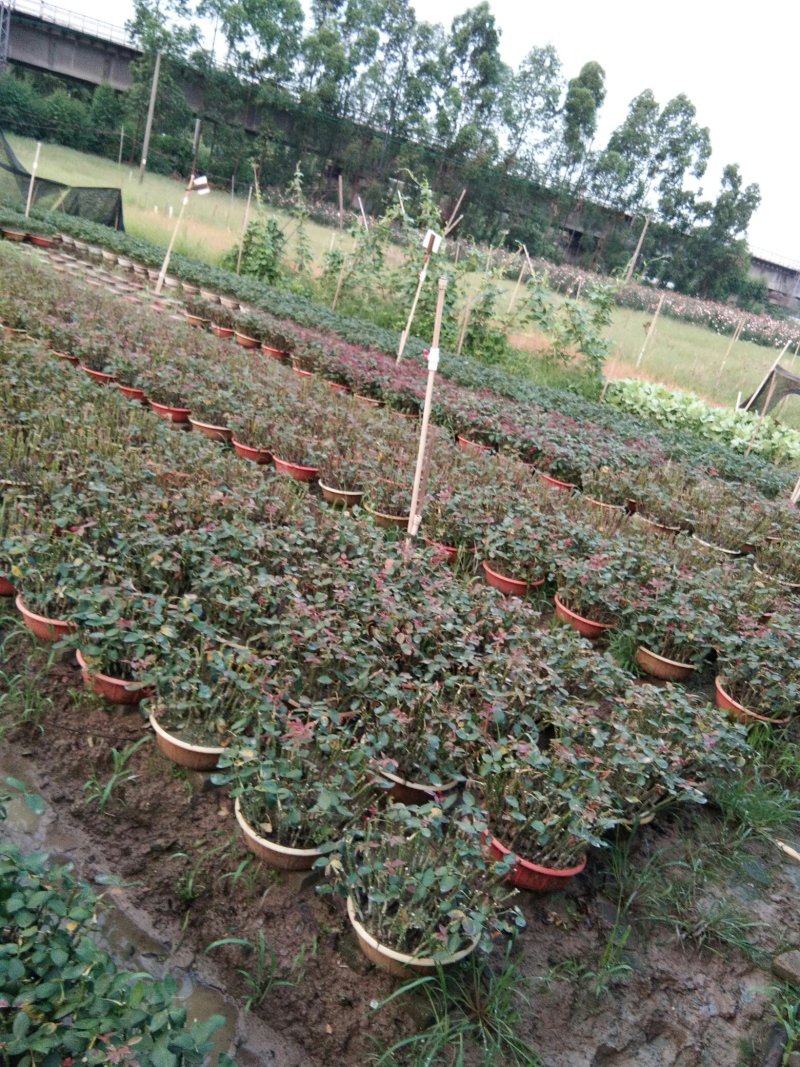 鲜花，种苗嫁接苗。