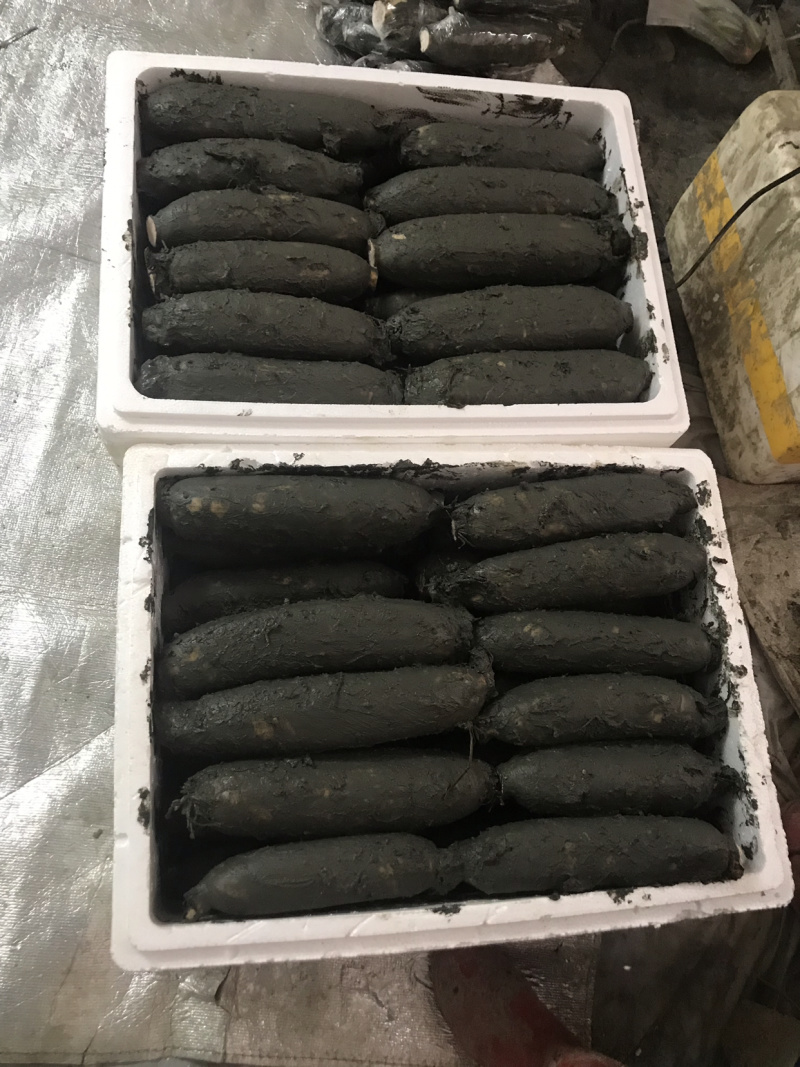 洪湖莲藕粉藕汤藕精品一件代发