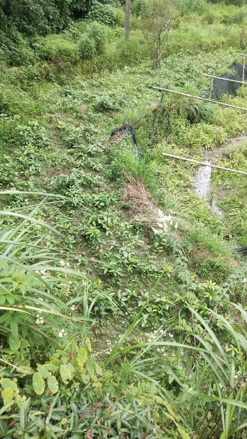黑老虎苗布福娜2年苗现货种植节带花包出售中包邮价