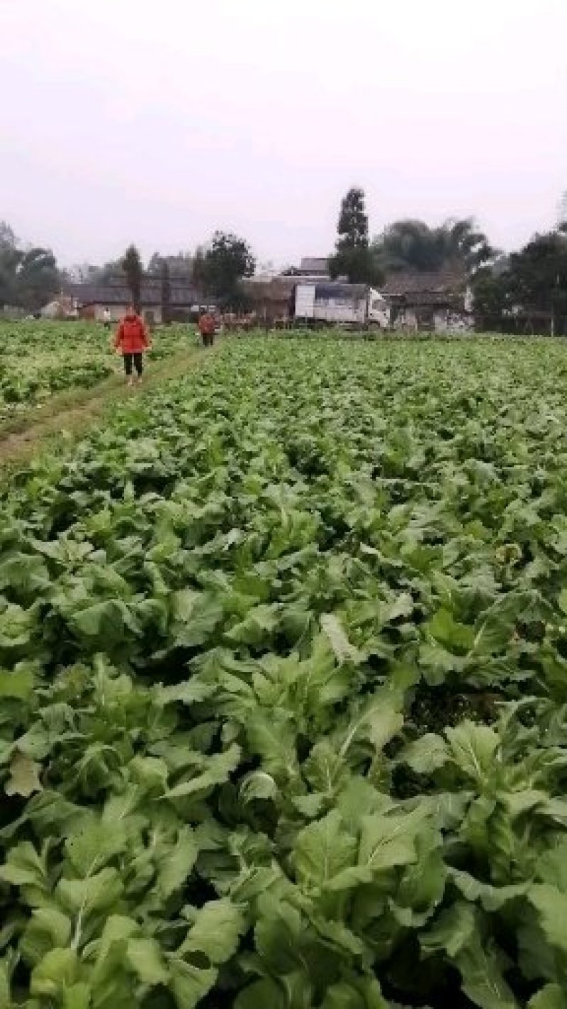儿菜