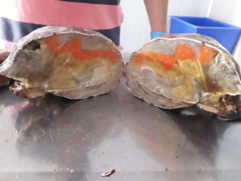 智利进口面包蟹，一手货源