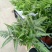 荷兰菊