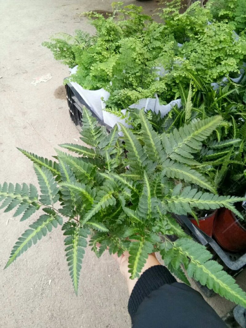 荷兰菊