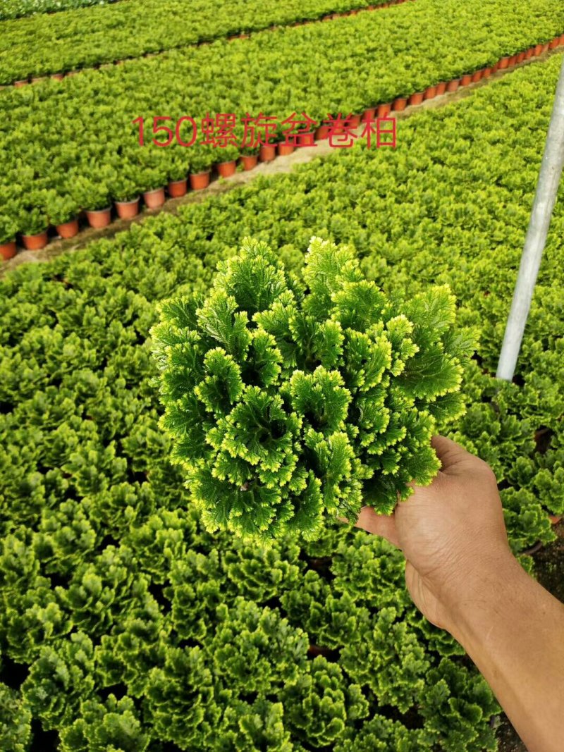 荷兰菊