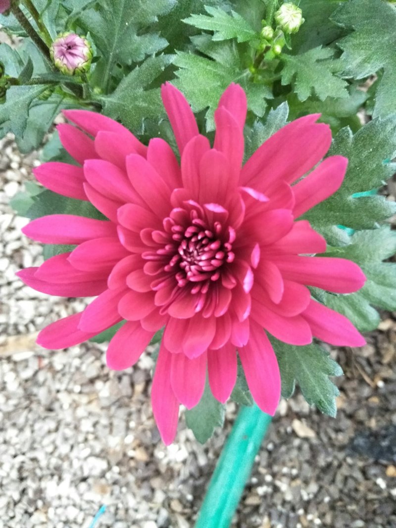 荷兰菊