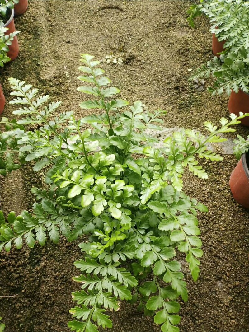 荷兰菊