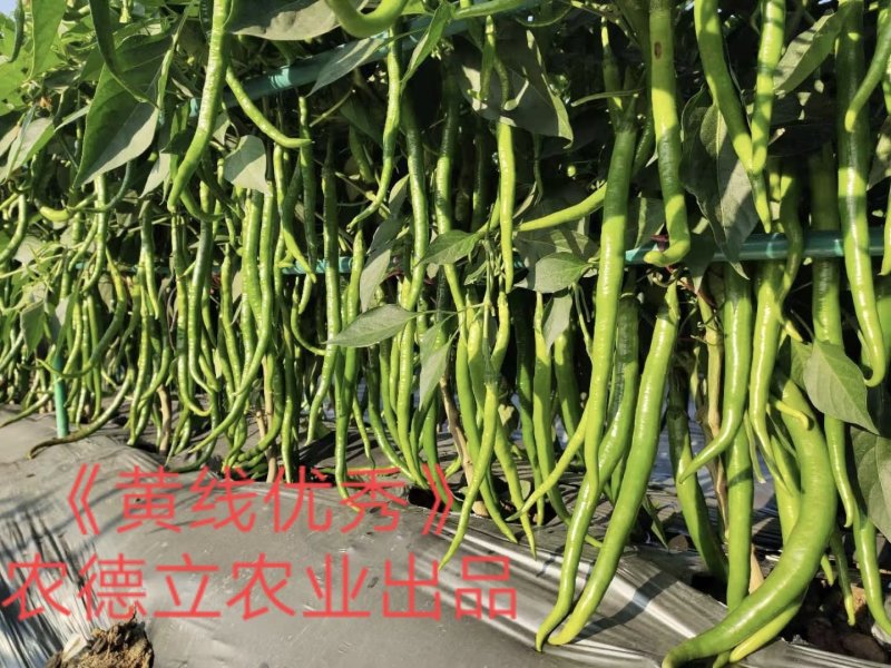 辣椒苗二荆条苗线椒苗螺丝椒苗薄皮椒苗