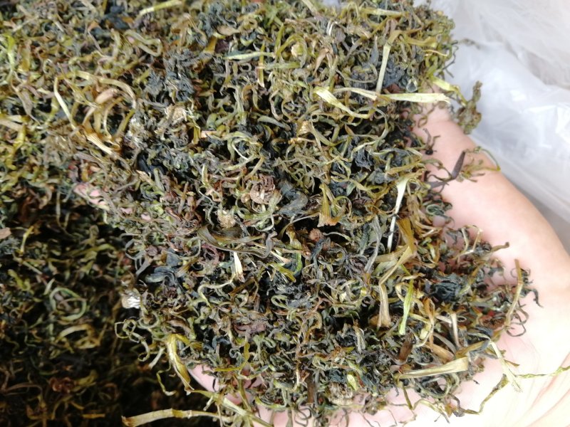 蒲公英批发大量批发产地直销