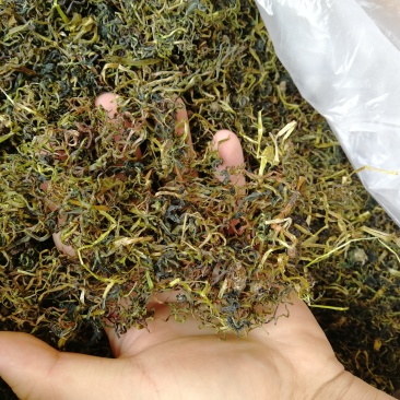 蒲公英批发大量批发产地直销