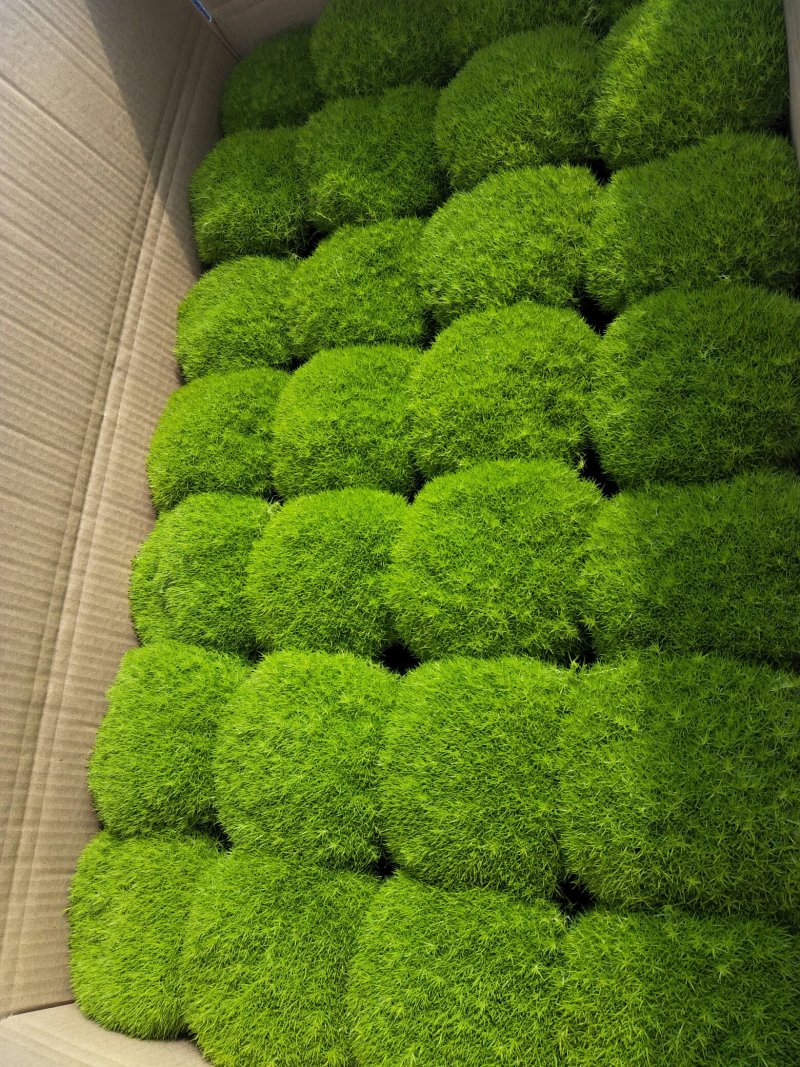 仙客来