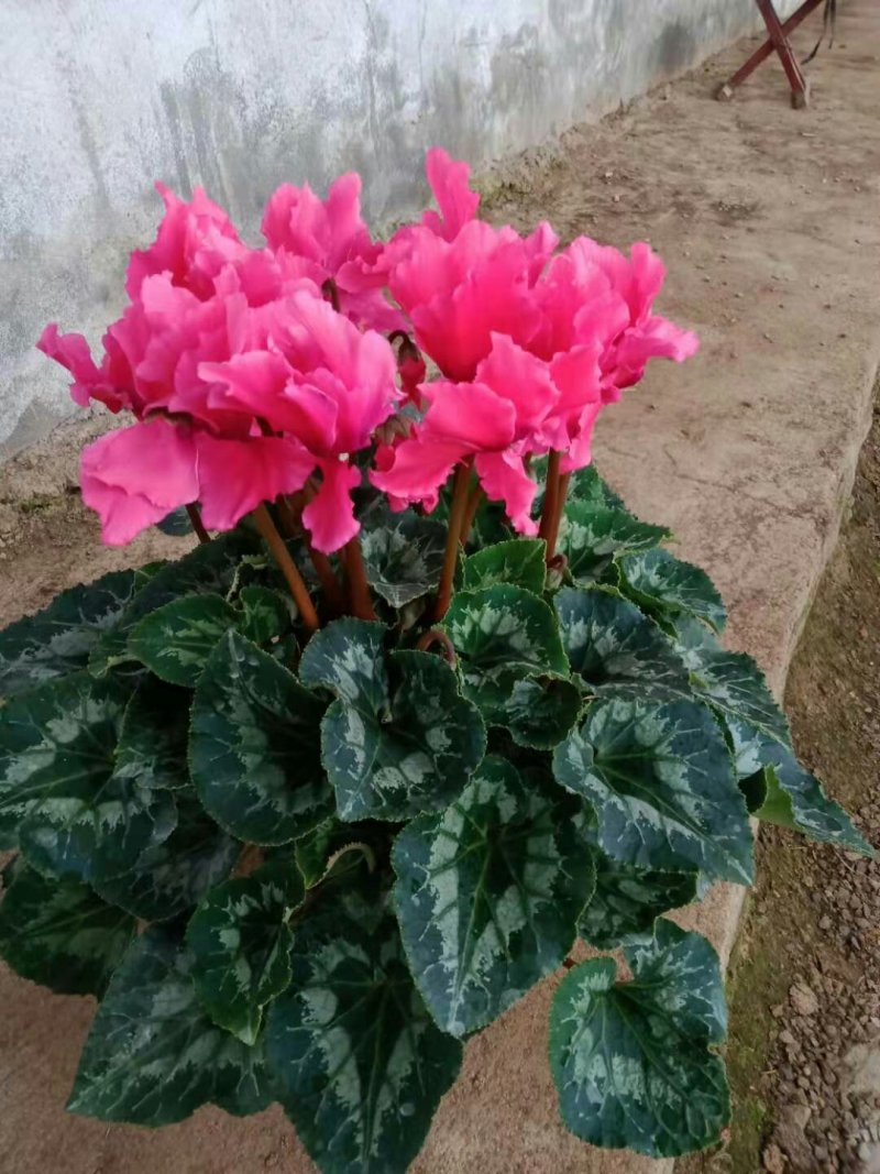 荷兰菊