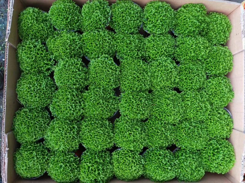 荷兰菊