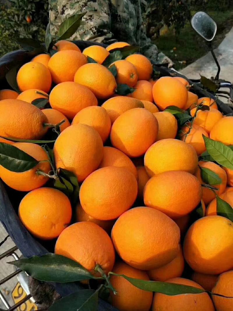 长虹脐橙，纽荷尓脐橙个大味甜，自家果园无中间商。