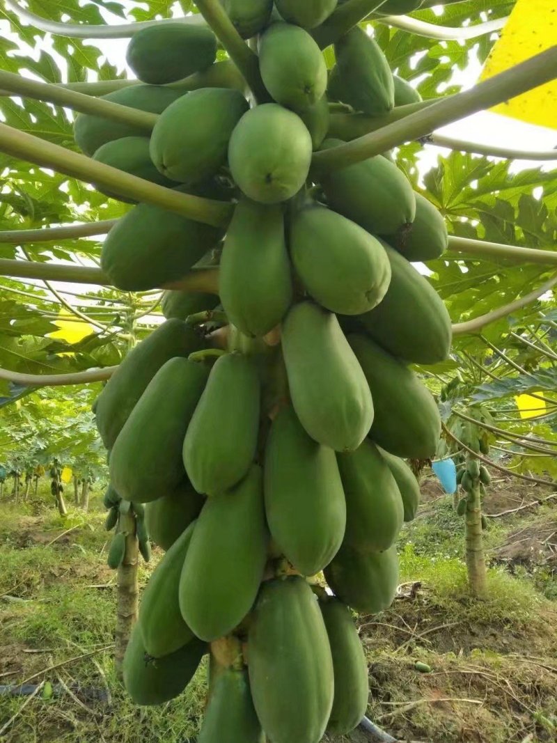 青皮红肉木瓜苗包挂果产量高甜度够大量批发