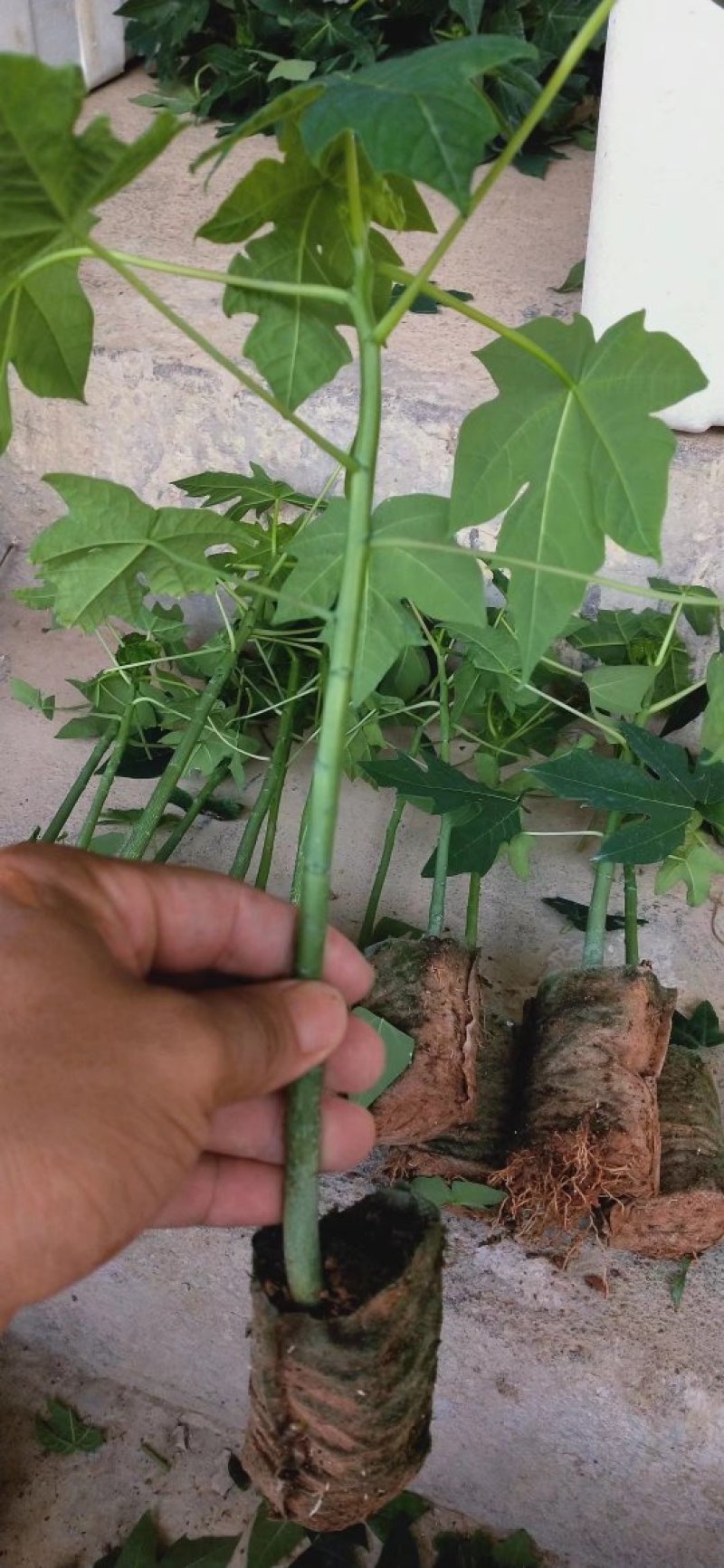 青皮红肉木瓜苗包挂果产量高甜度够大量批发