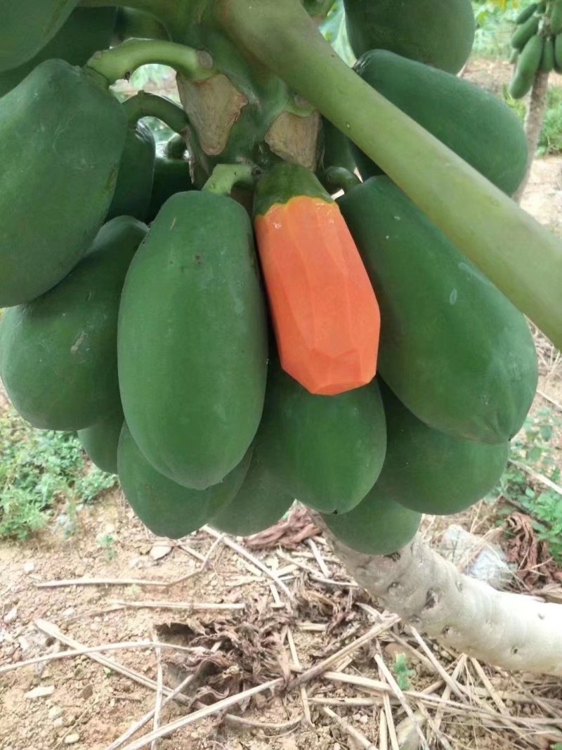 青皮红肉木瓜苗包挂果产量高甜度够大量批发