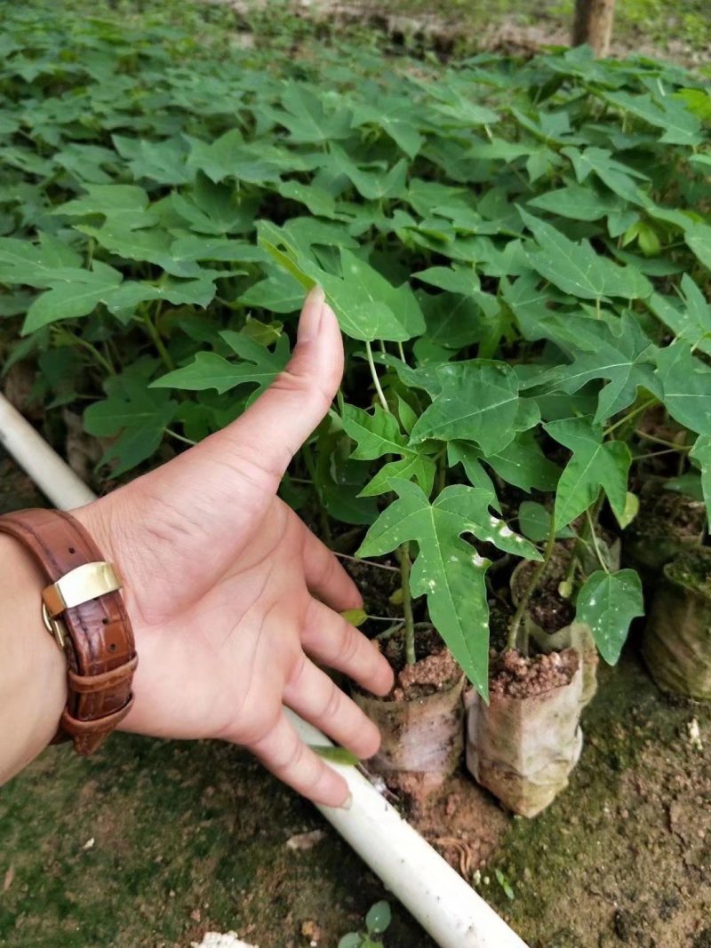 青皮红肉木瓜苗包挂果产量高甜度够大量批发