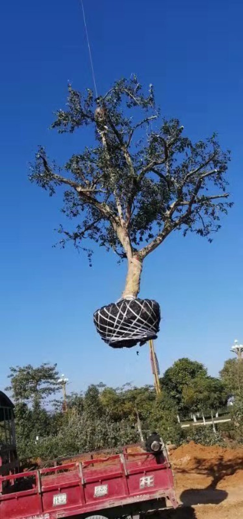云南省红河州石榴树岀售