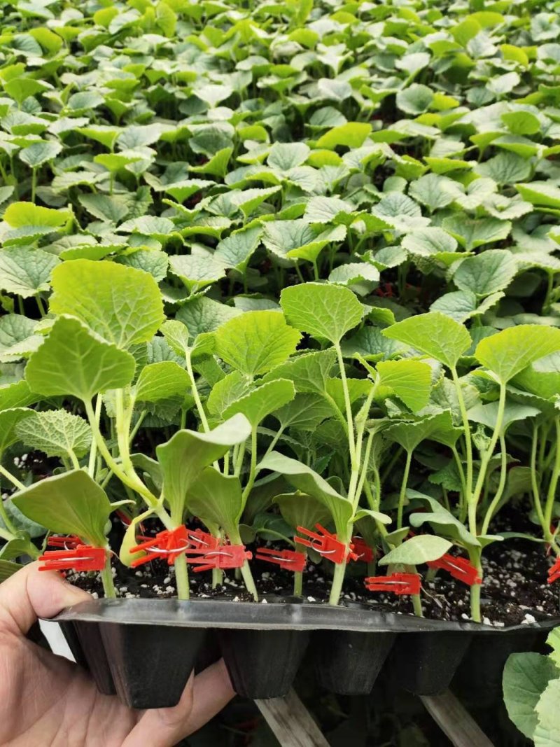 嫁接甜瓜苗嫁接西瓜苗羊角蜜苗绿宝苗日本甜宝苗