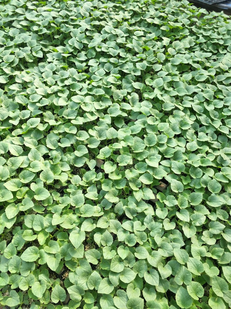 嫁接甜瓜苗嫁接西瓜苗羊角蜜苗绿宝苗日本甜宝苗