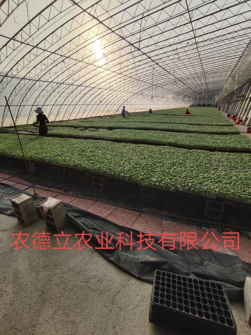 嫁接甜瓜苗嫁接西瓜苗羊角蜜苗绿宝苗日本甜宝苗