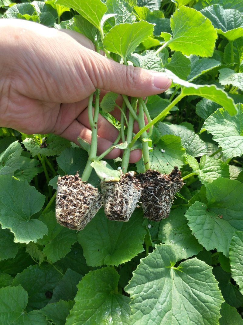 嫁接甜瓜苗嫁接西瓜苗羊角蜜苗绿宝苗日本甜宝苗