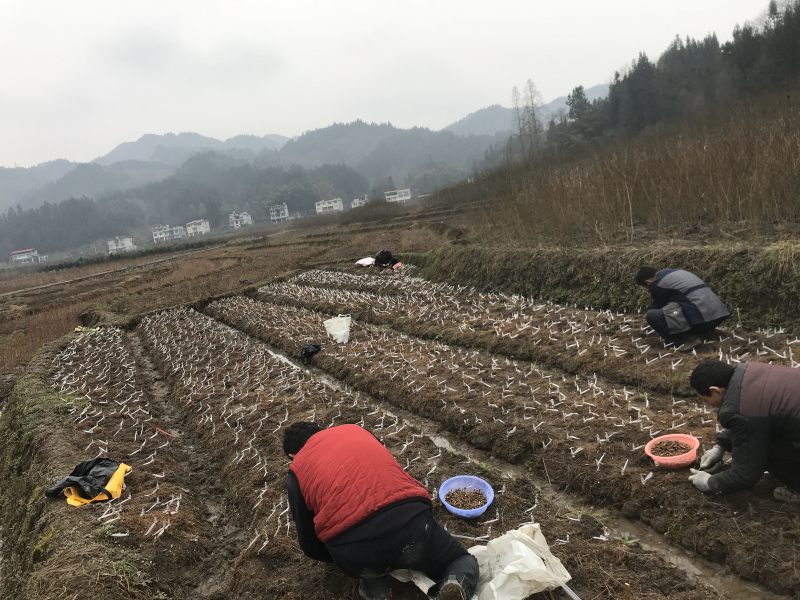 金叶水杉、黄金水杉，水杉，可基地看货挑苗，也可视频看货