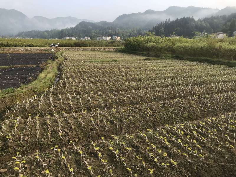 金叶水杉、黄金水杉，水杉，可基地看货挑苗，也可视频看货