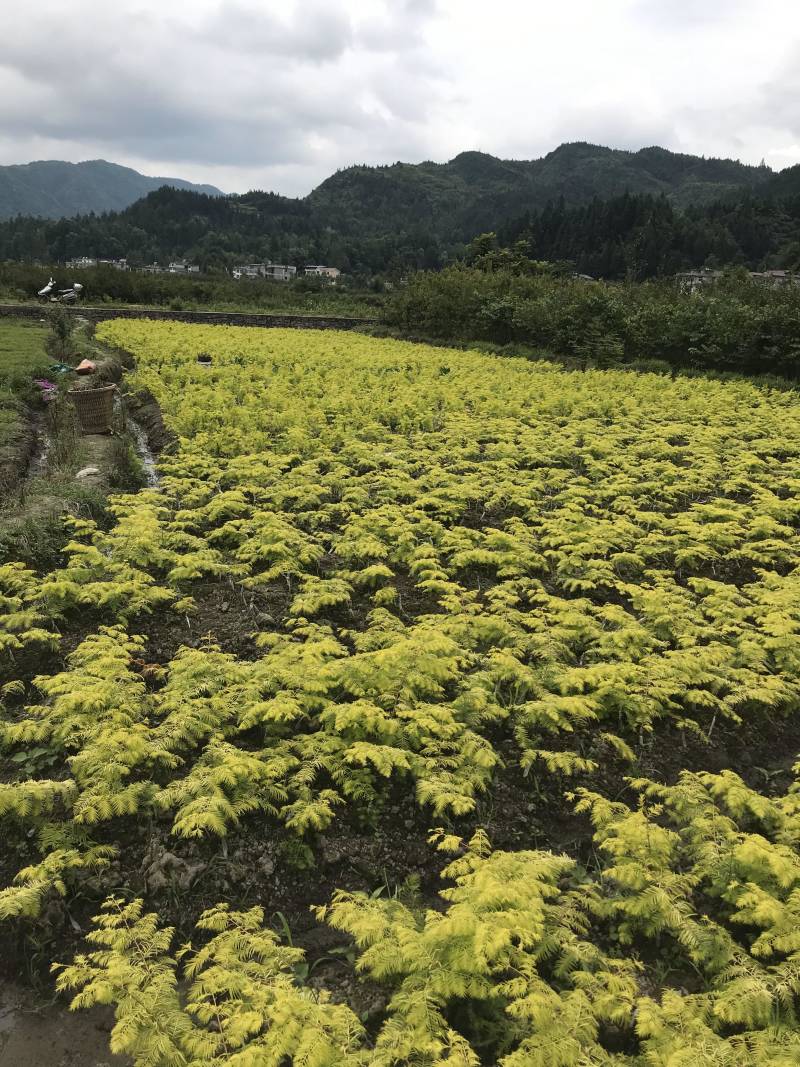 金叶水杉、黄金水杉，水杉，可基地看货挑苗，也可视频看货