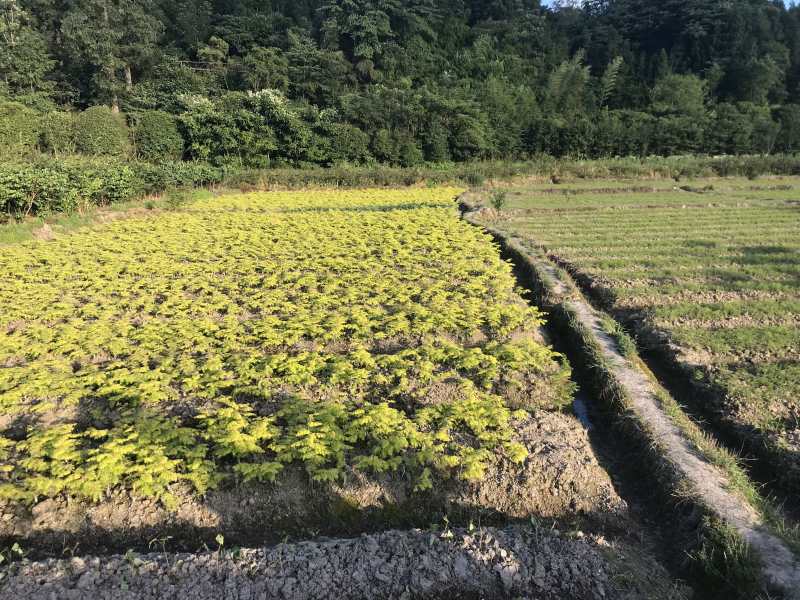 金叶水杉、黄金水杉，水杉，可基地看货挑苗，也可视频看货