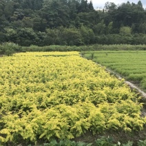 金叶水杉、黄金水杉，水杉，可基地看货挑苗，也可视频看货